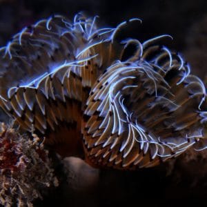 Tegnùe, ein Naturerbe unter Wasser, das es zu entdecken gilt